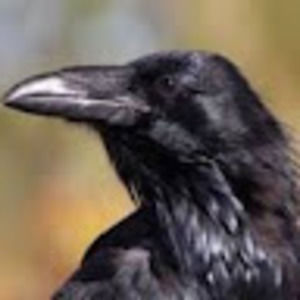 Meet your Posher, Midnight